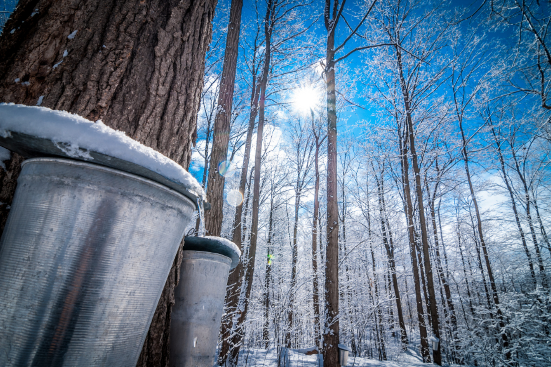 Vermont Pure Organic Maple Syrup: Nature’s Liquid Gold