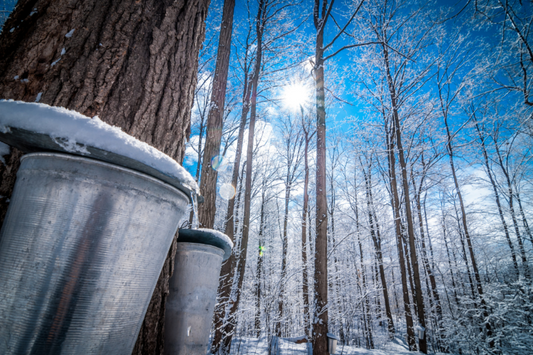 Vermont Pure Organic Maple Syrup: Nature’s Liquid Gold
